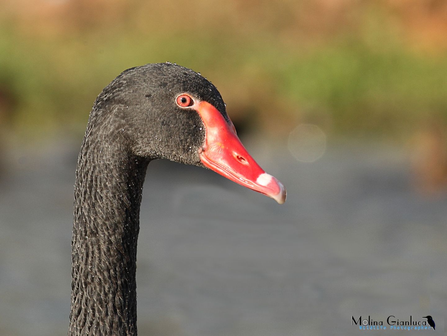 Foto tessera al Cigno nero